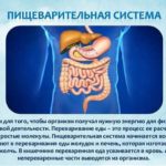 Улучшение работы пищеварительной системы